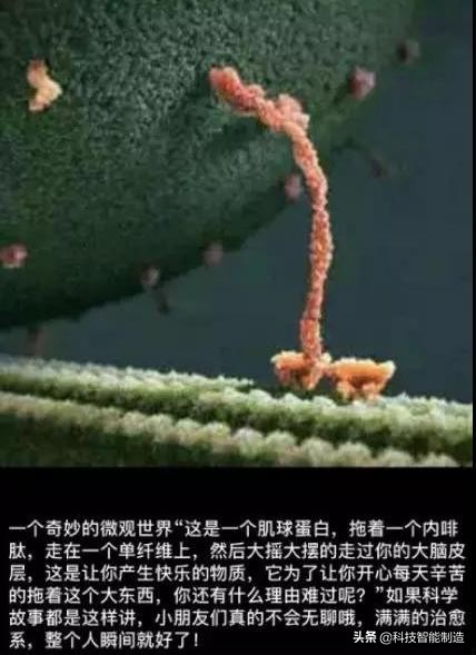 显微镜的价格最便宜的,日本口袋放大120倍显微镜