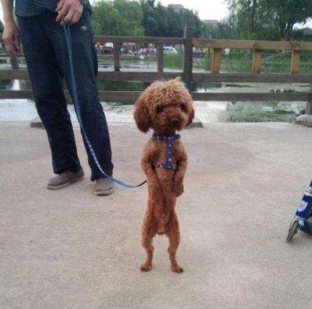 教狗狗直立行走的基本步骤,如何训练狗狗直立行走