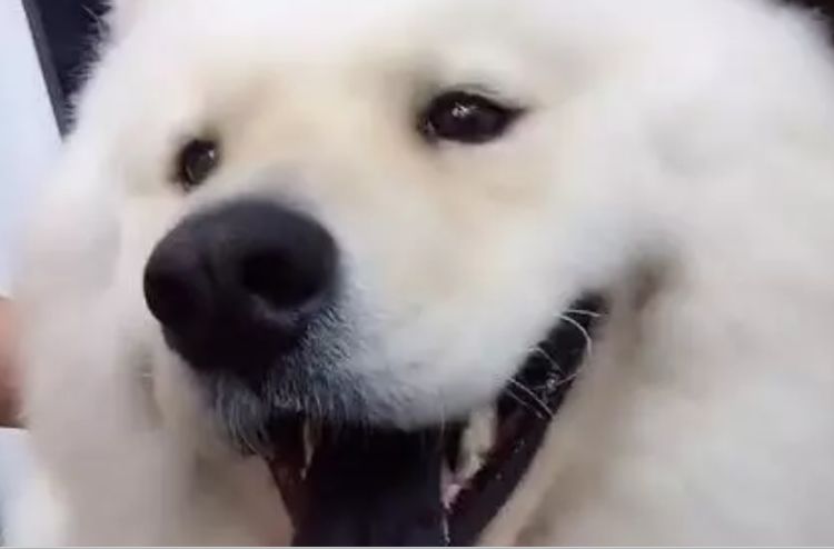 狗狗一直喘气但舌头颜色正常,宠物狗舌头黑正常