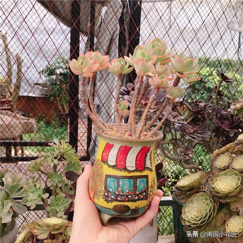 达人养多肉：2000块的肉肉，养了6年，这是“韩版”多肉