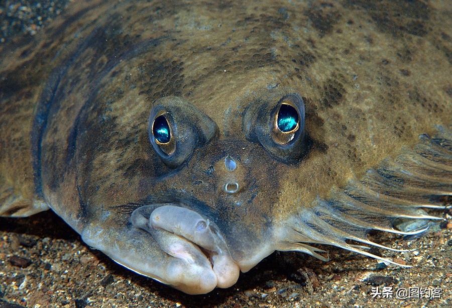 “口眼耳鼻鳃”|鱼类索饵捕食不止靠五官，还掌握生物脉冲技术
