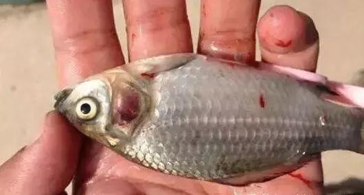 细菌感染的鱼怎么处理,细菌感染鱼鳃怎么办