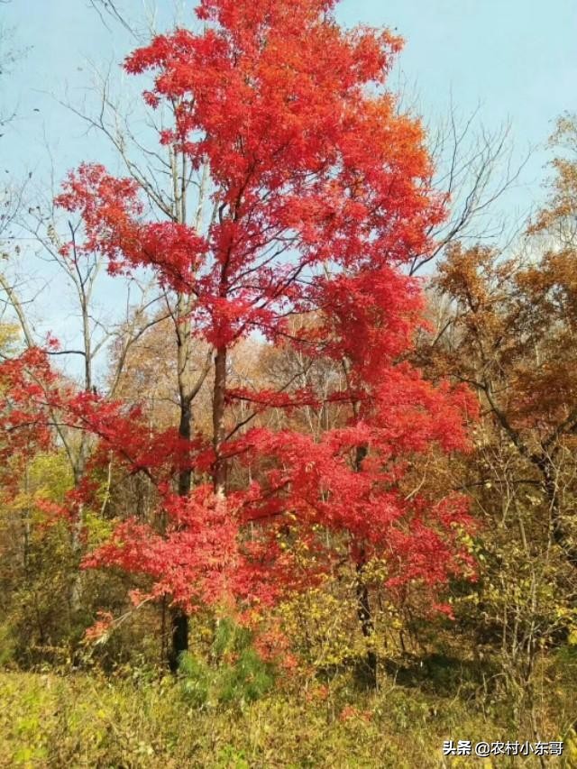 全国一村一品示范村镇第九批,全国一村一品示范村镇名单公布