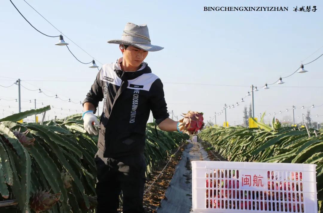 附近的火龙果采摘园海南,海南火龙果采摘