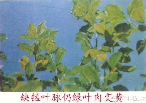 苹果树缺什么药,苹果树都有什么病怎么治
