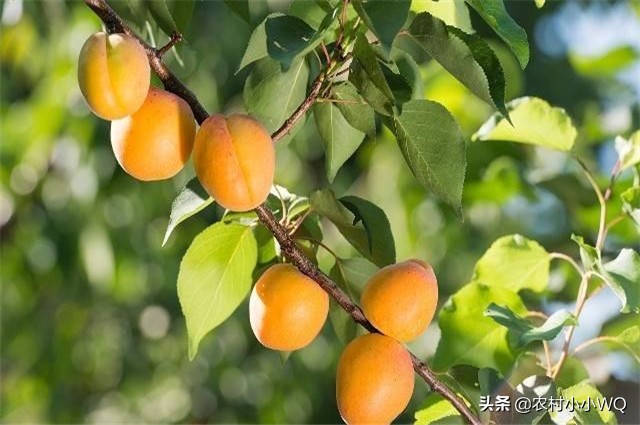 栽培仁用杏前景如何,山杏种植技术大全