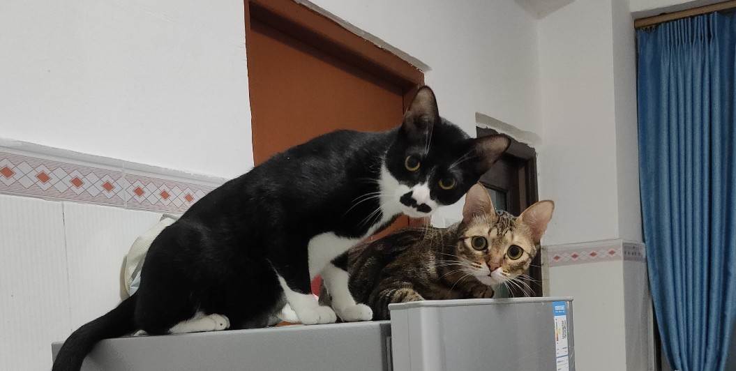 猫咪生病怎么办最有效的方法,问一下猫咪如果生病了该怎么办