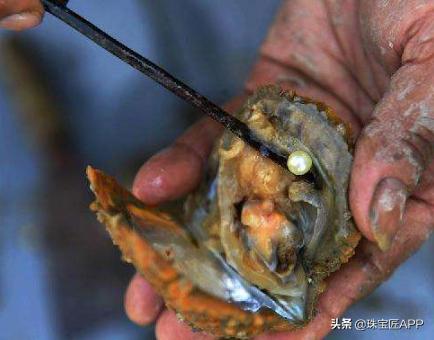 akoya天女珠和花珠哪个更好,天女珠和akoya海水珠的区别