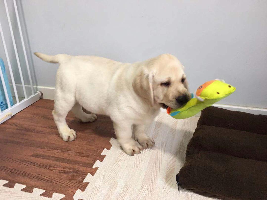 养狗狗新手必备拉布拉多,第一次养狗拉布拉多需要准备什么