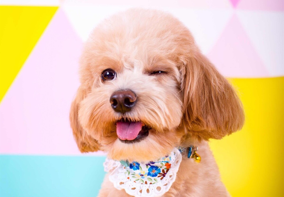 国产狗粮良心推荐排行榜第一,国产性价比比较高的狗粮推荐一下