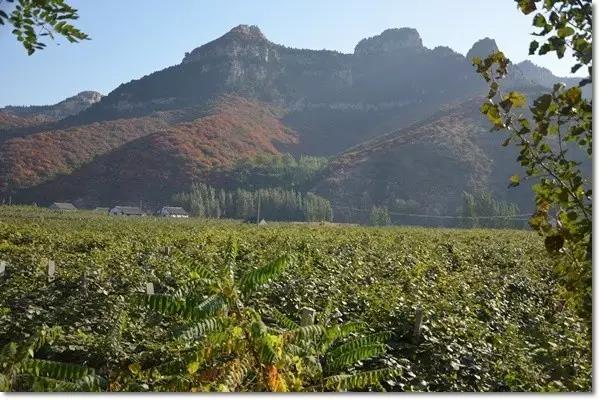博山红叶谷门票优惠活动,博山十大免费红叶谷