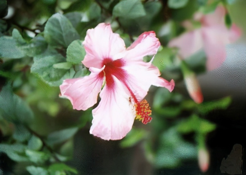 世界各国的国花和国树是什么,世界各国国花大开眼界美到爆