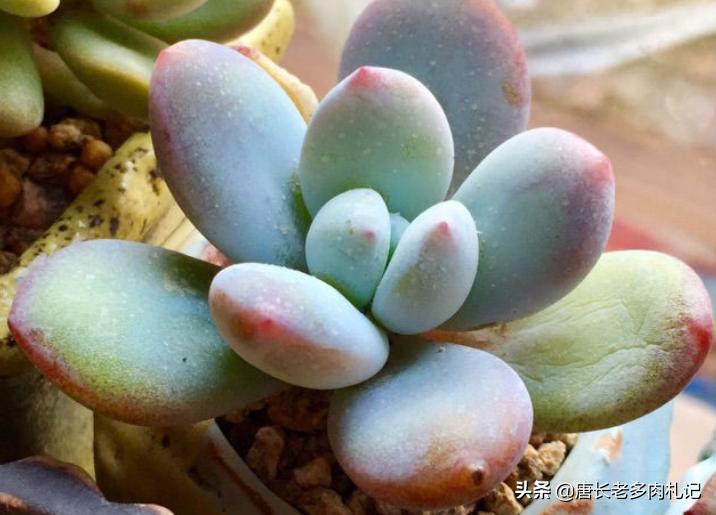 雪胖子多肉,多肉雪美人和橙雪球