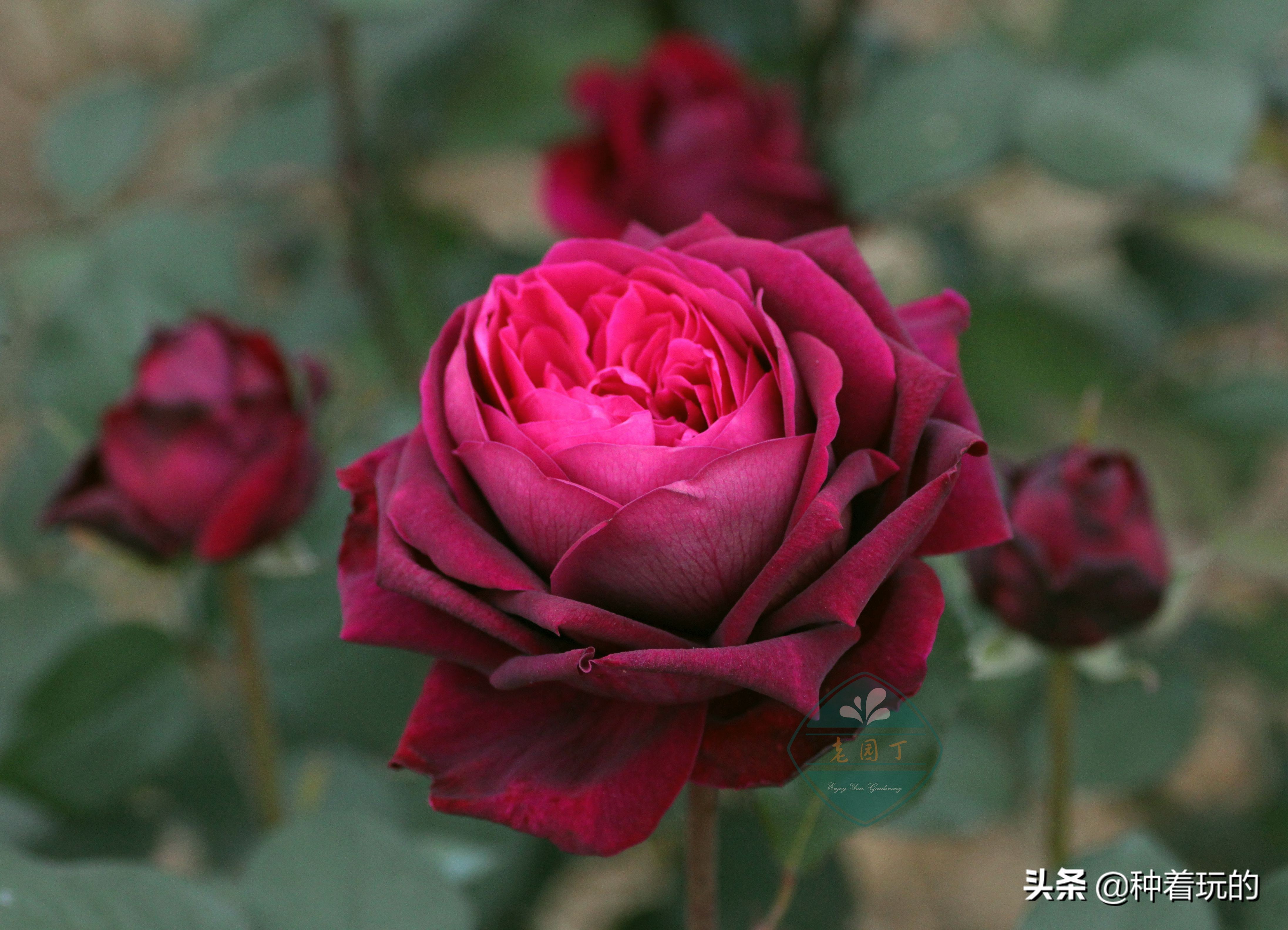 又香又漂亮的月季,一款特别仙气的月季花