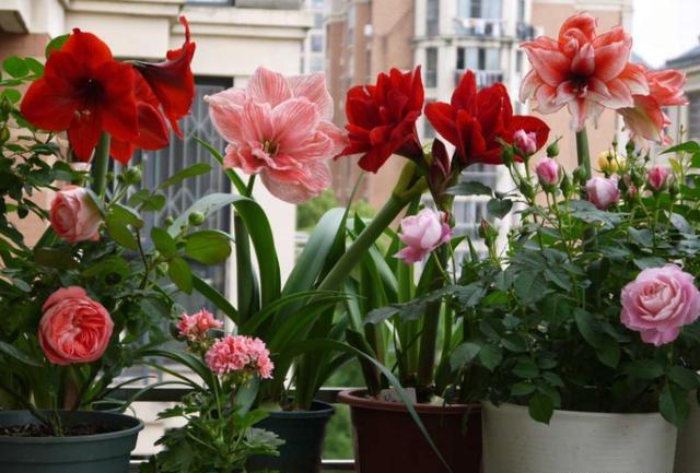 十月适合养什么花,十月现在季节养什么花不怕冷