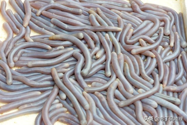 中国海鲜地图,中国海鲜最多地区