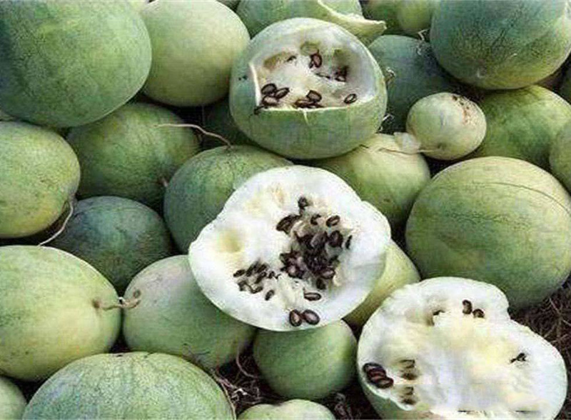 去沙漠不能摘西瓜吗,在沙漠里口渴去哪里喝水