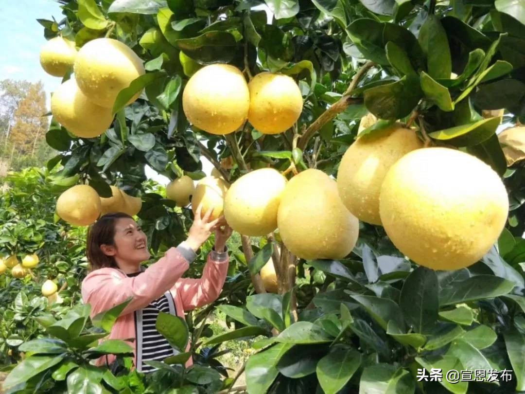宣恩贡水柚直播间,宣恩贡水白柚苗