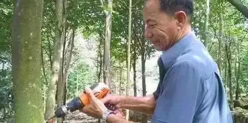 这种烂木头1克价值5万,越南农民种它年赚几十亿越盾