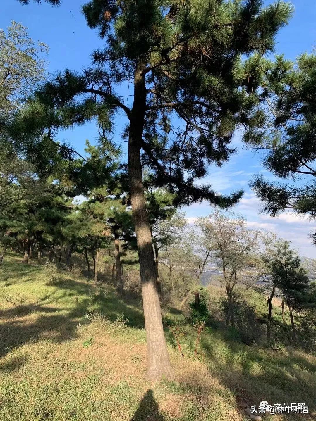 五莲县灵公山阴,“皮胡骚”!还发现了?