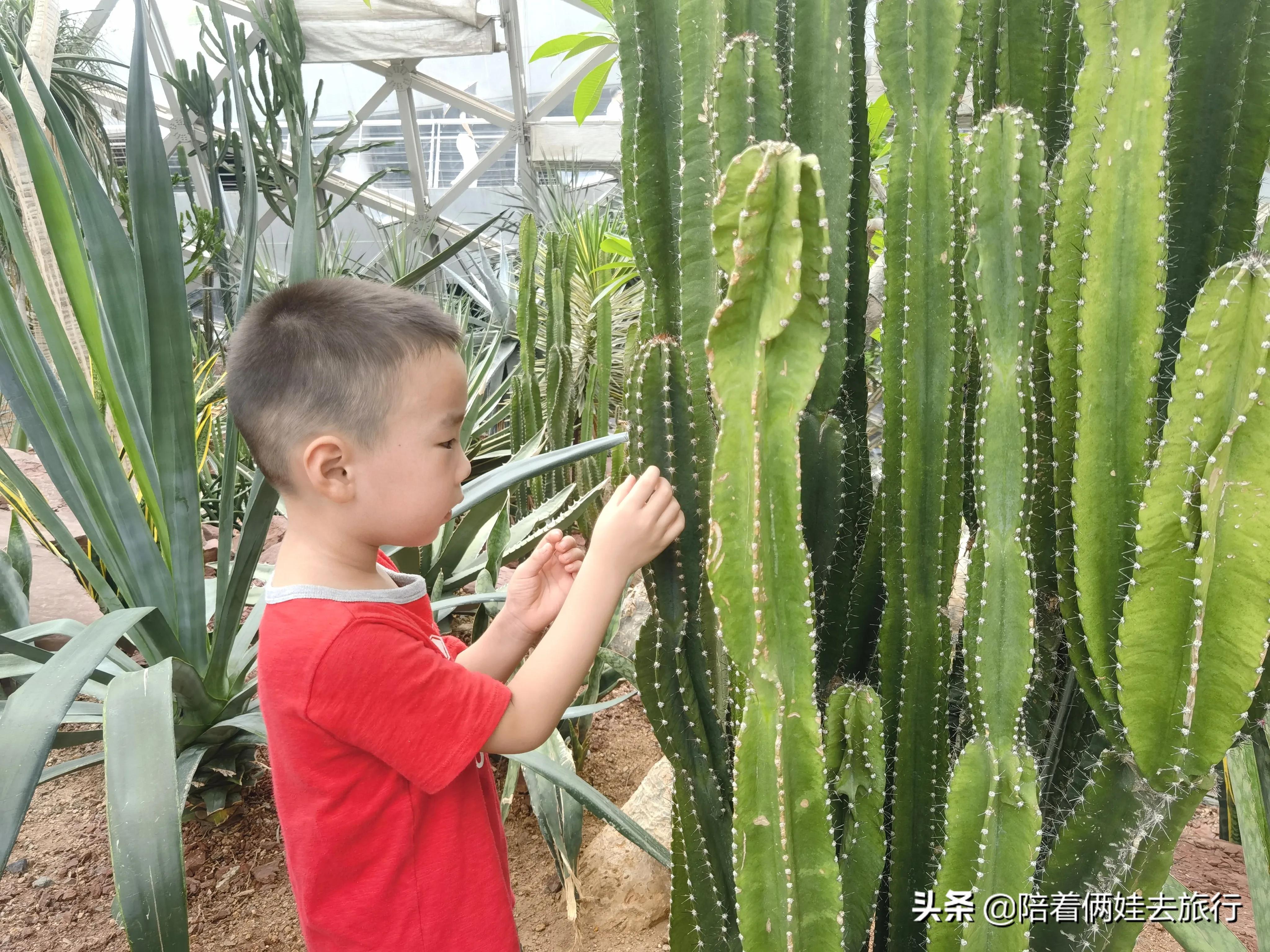 上海辰山植物园矿坑花园,辰山植物园矿坑花园修好了吗
