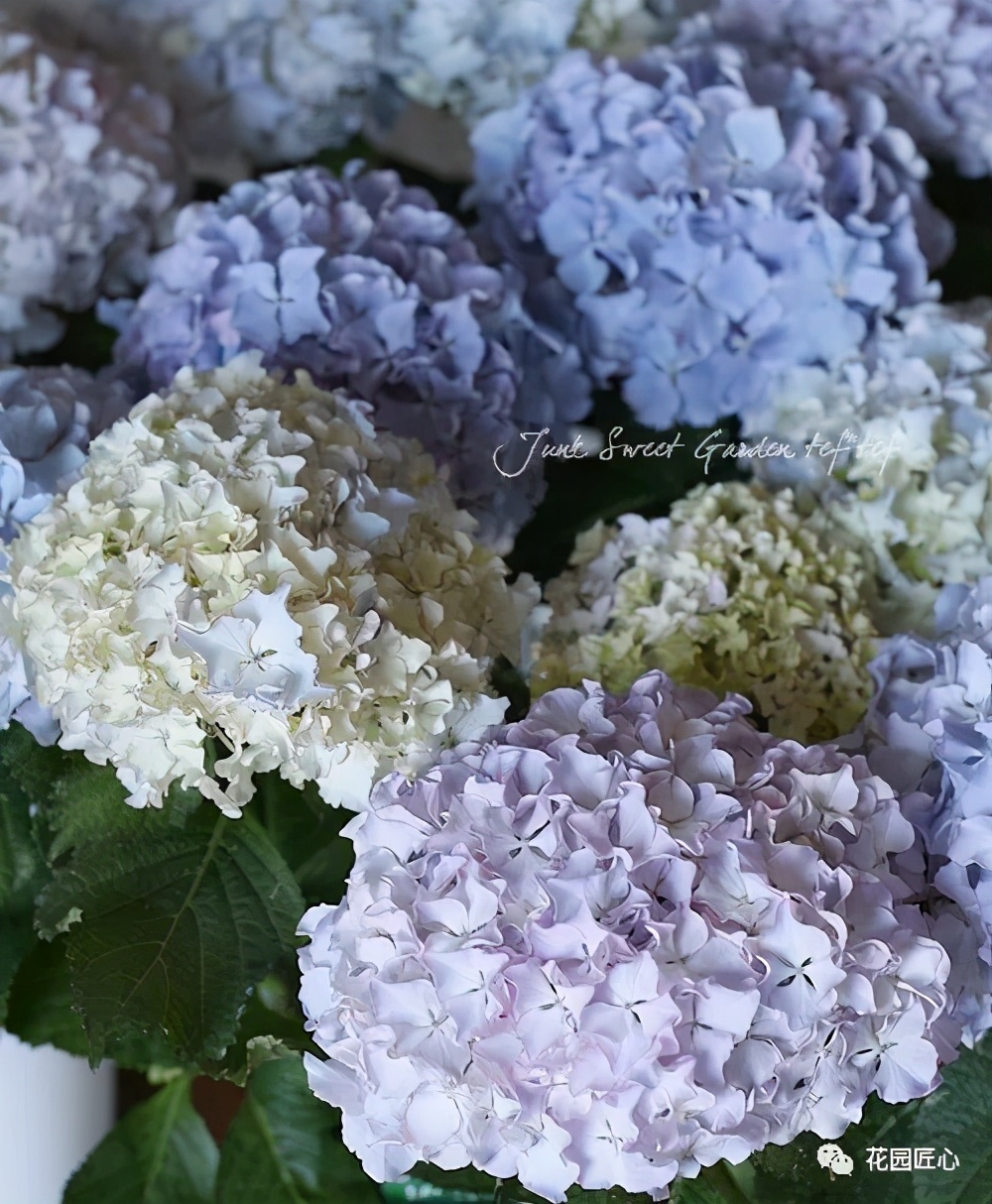 最漂亮的十种绣球,最省心的绣球