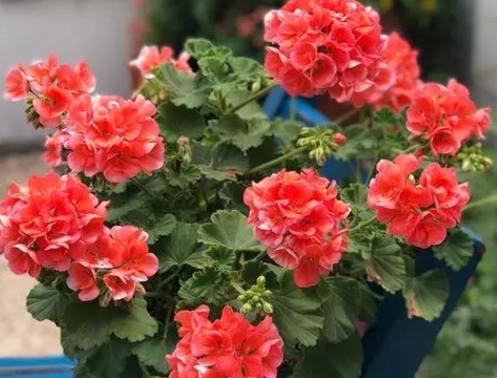 养天竺葵注意事项有哪些,养天竺葵生根方法