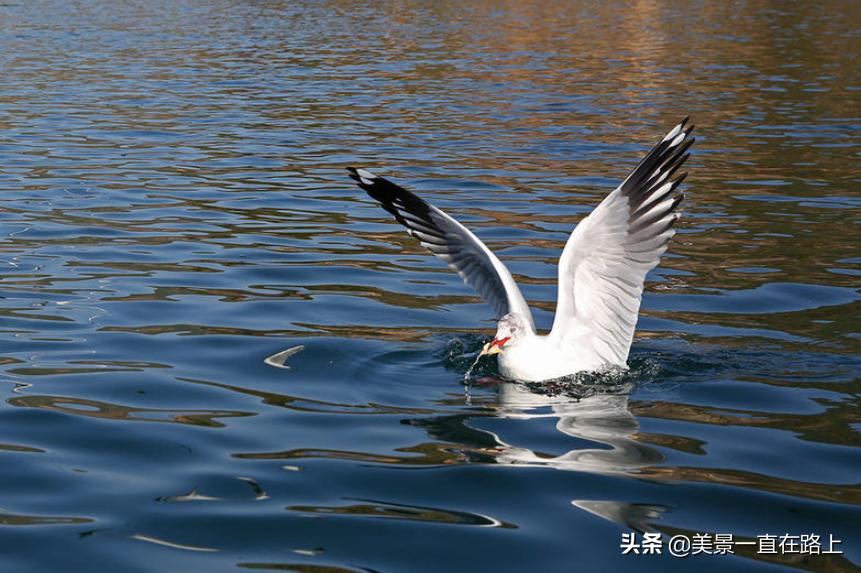 西伯利亚海鸥回到泸沽湖,西伯利亚海鸥泸沽湖