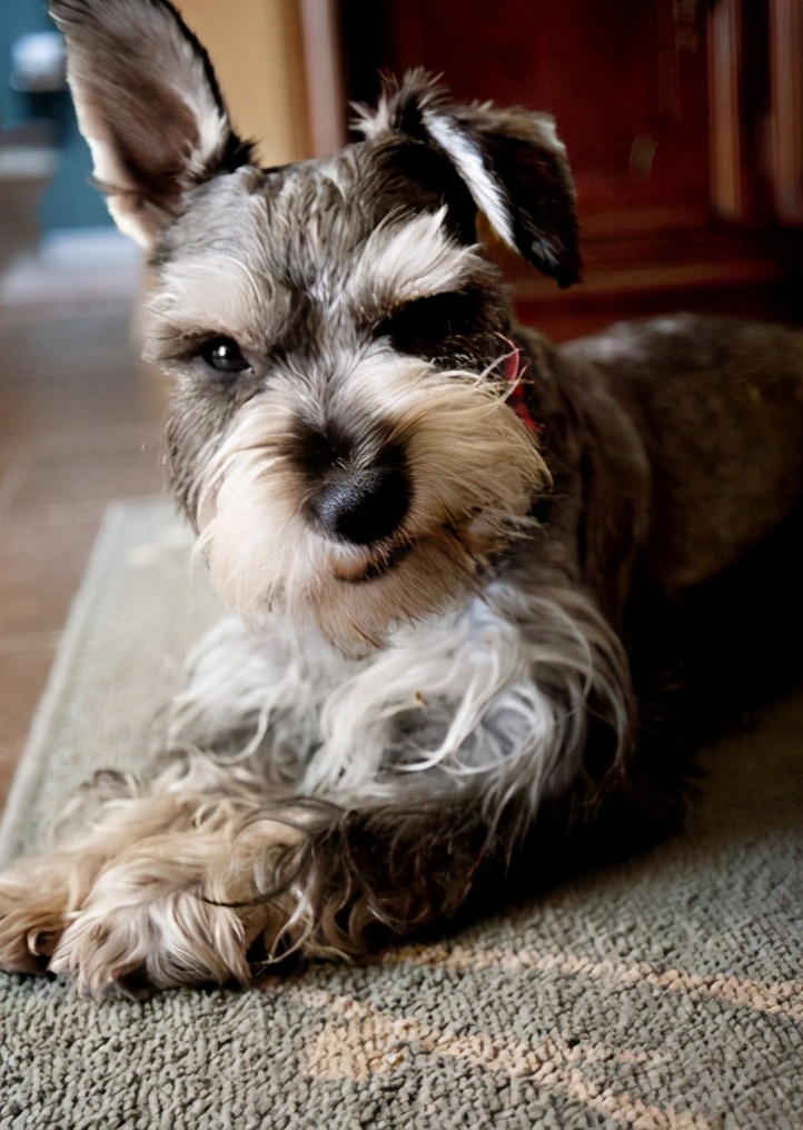 想养狗雪纳瑞,快看雪纳瑞如何养出漂亮的白胡子