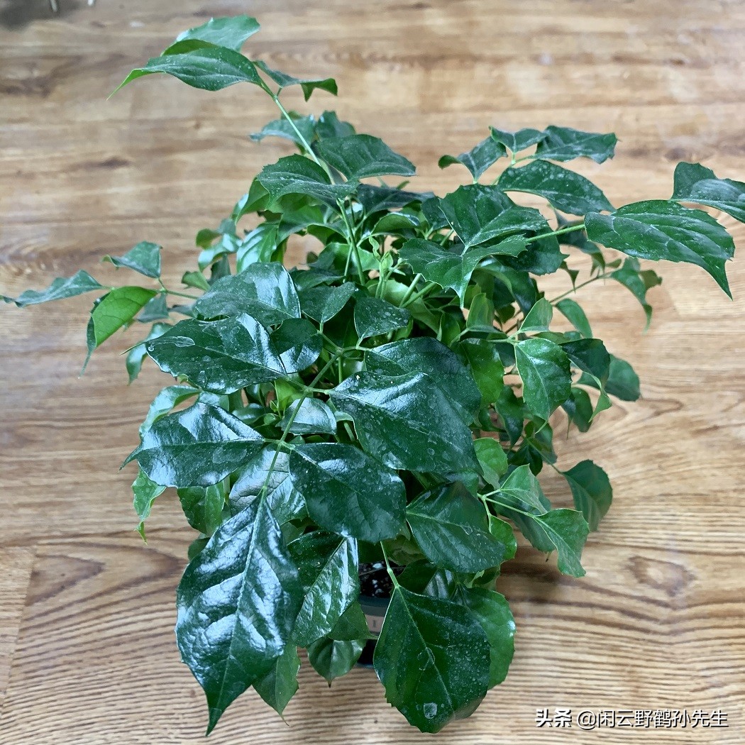 冬季幸福树掉叶喷什么,幸福树冻伤的症状识别与防治