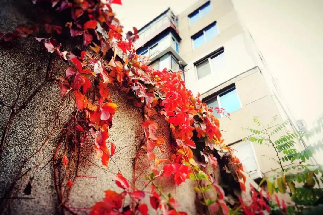 大连五中vs金州高级中学,大连五中高中