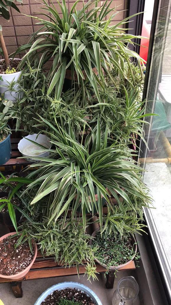 想要养好绿萝注意这几点就够了,绿萝这样养疯长如瀑布半月长爆盆