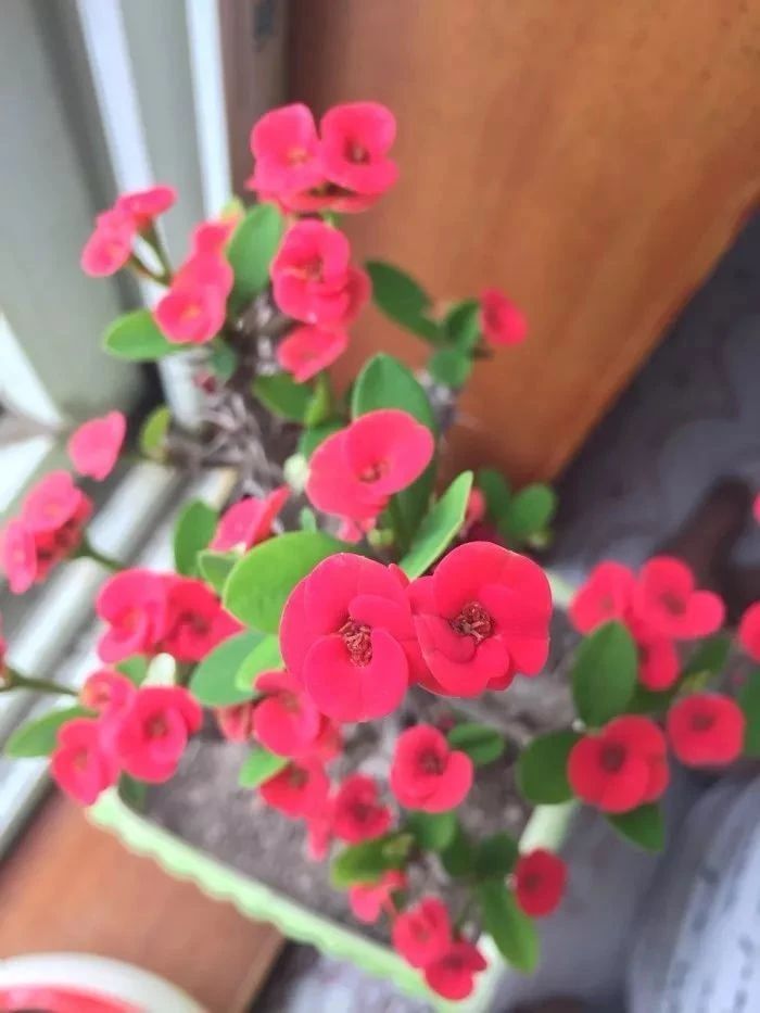 四季开花刺梅,能四季开花的花