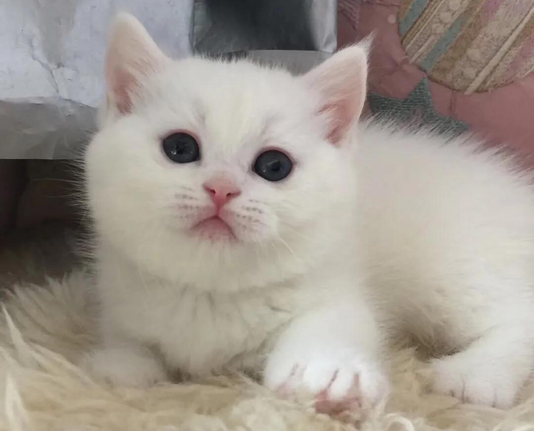 新手猫奴知识大全,猫奴初学者