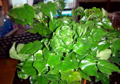 幸福树叶有黑色斑点怎么治理,幸福树叶片有斑点黄了怎么补救