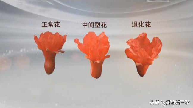 石榴防开裂套袋,石榴疏果技术