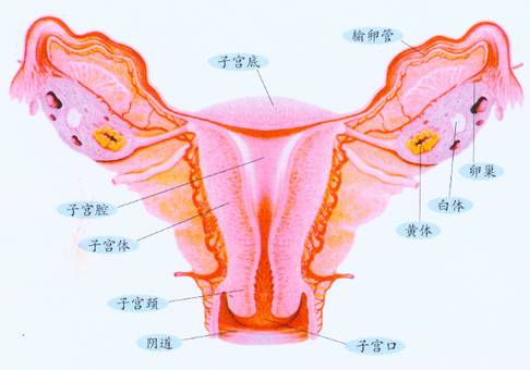 女性睡眠不好最快解决方法,各种睡眠姿势对身体有什么影响