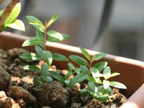 石榴盆景几月份拿弯最合适,石榴盆景要不要一直浇水