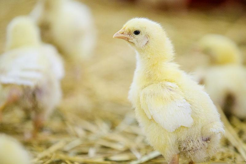 养鸡技术怎么有效预防鸡生病呢,点眼滴鼻的疫苗用饮水法行吗