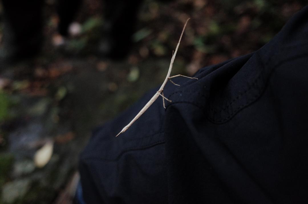 吃毒菇、睡蛇窝,只为挖一堆草,这个重庆博士要做当代神农