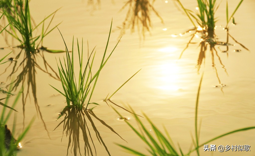 水稻哪个时期容易发生冻害,水稻什么时期最怕高温