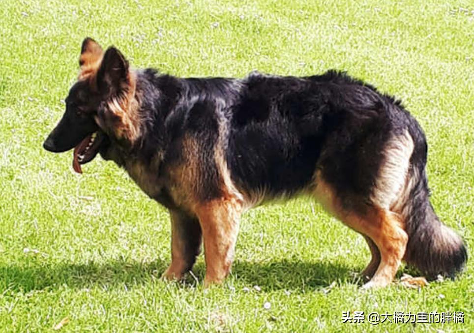 为什么养德牧的比罗威纳多很多,为什么养德牧的比较少