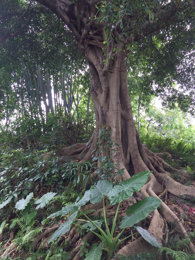 张廖官陂厚嗣坑的解字注释字面解读