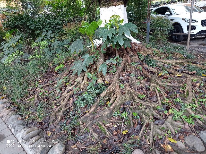 闷恋一一新小说连载,41母亲10000针缝布鞋，草鞋情深