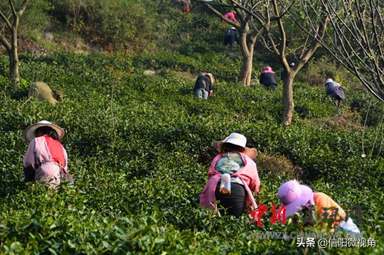 信阳市浉河区天云山茶叶有限公司,信阳市浉河区碧源茶叶