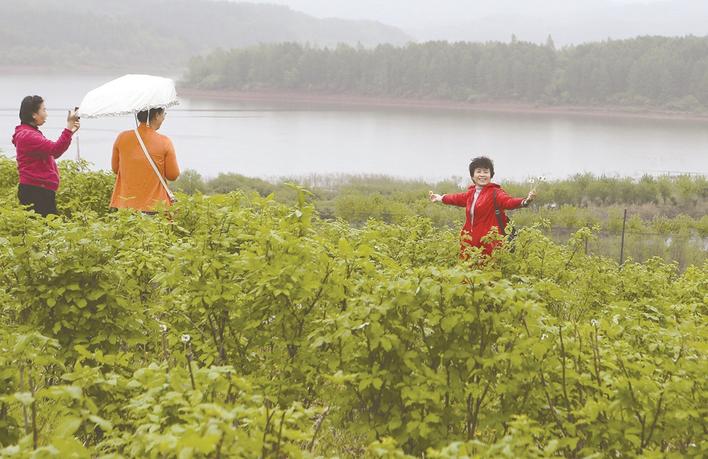 200小时销售3.6万余斤刺五加！助农，抚顺一直在行动