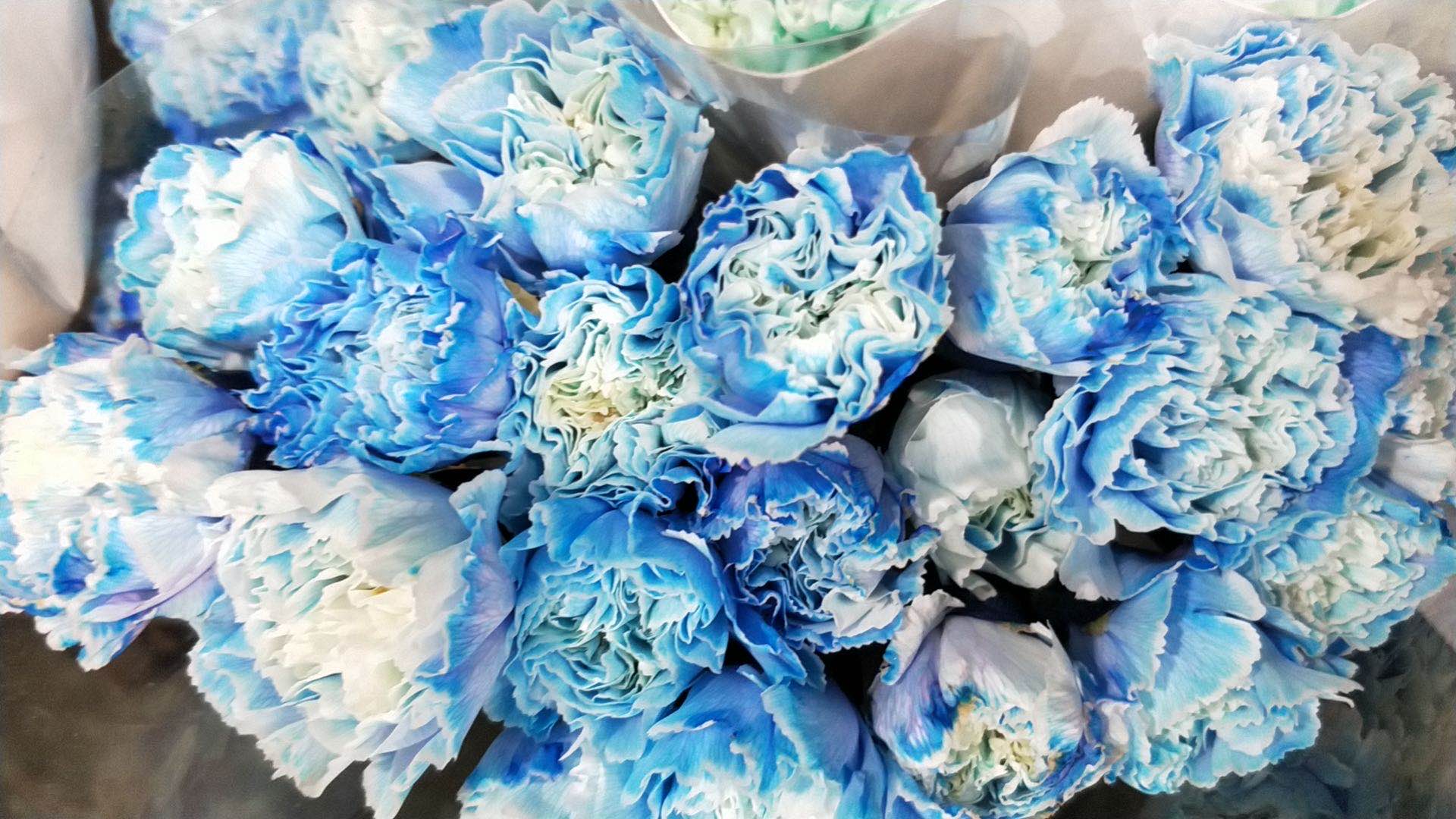 断了线的风筝任他飞,断了线的风筝伤感语录