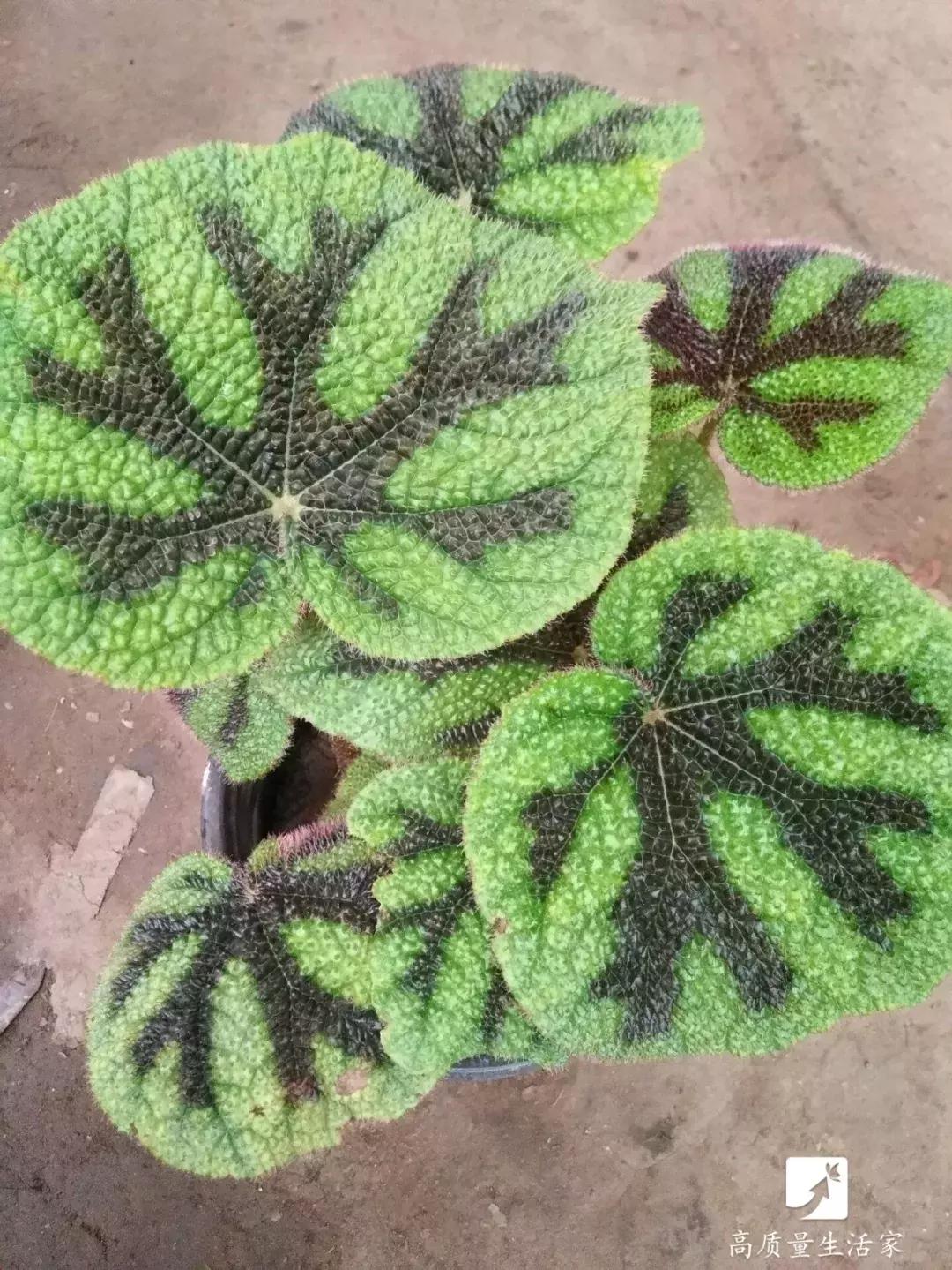 装修房子吸甲醛最好的是什么植物,吸甲醛最好的植物排名