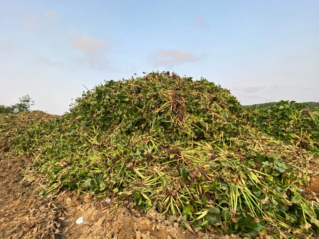 对水浮莲开战阳春清漂任务84万平方米,每天至少清漂8万平方米