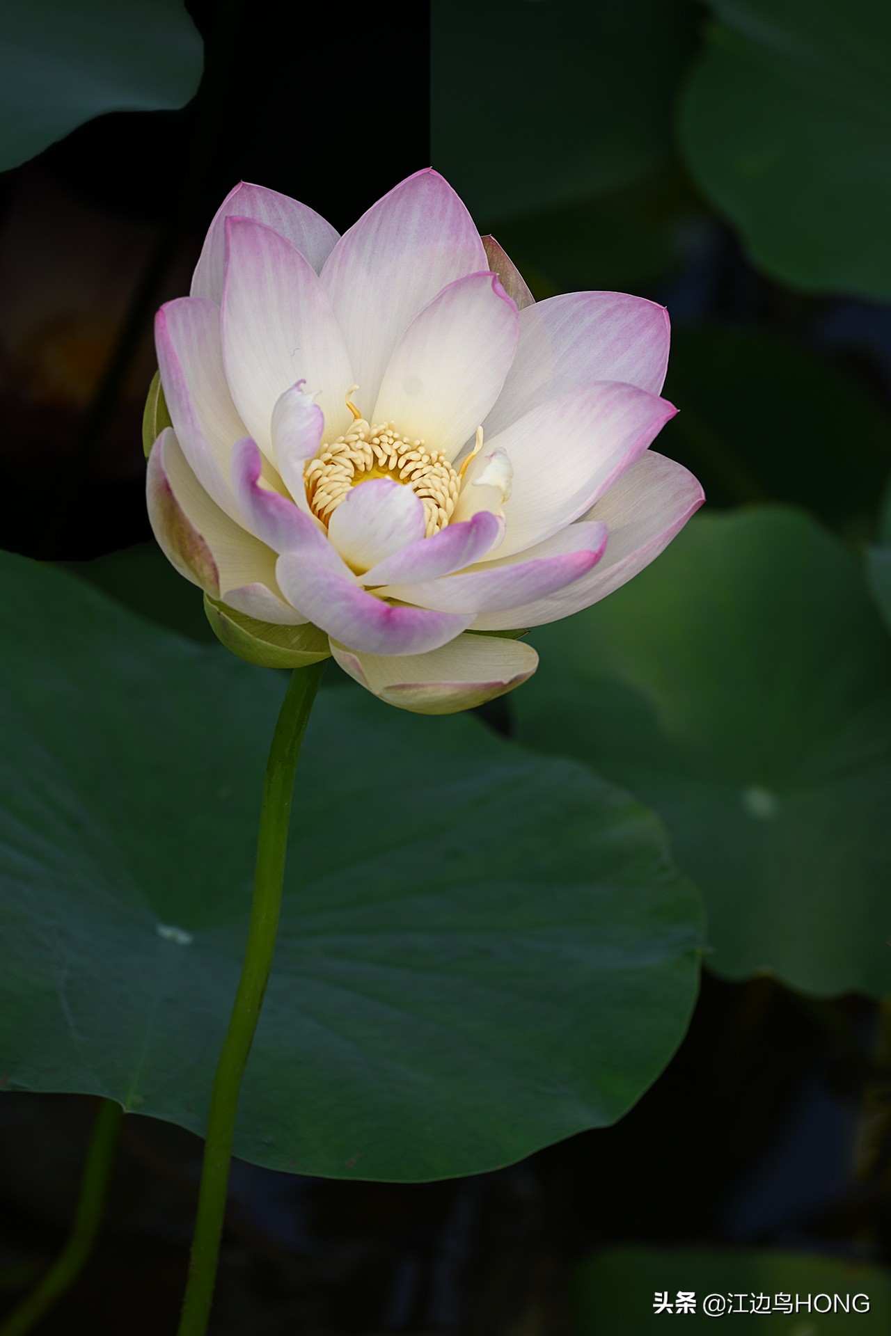 尼康z50双头套机价格,尼康z套机最低价7849